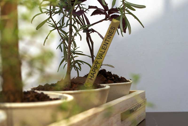 Ceramic Planters in Wooden Crates